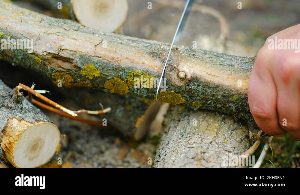 Man hand sawing wood log for campfire in forest. Man cutting timber on