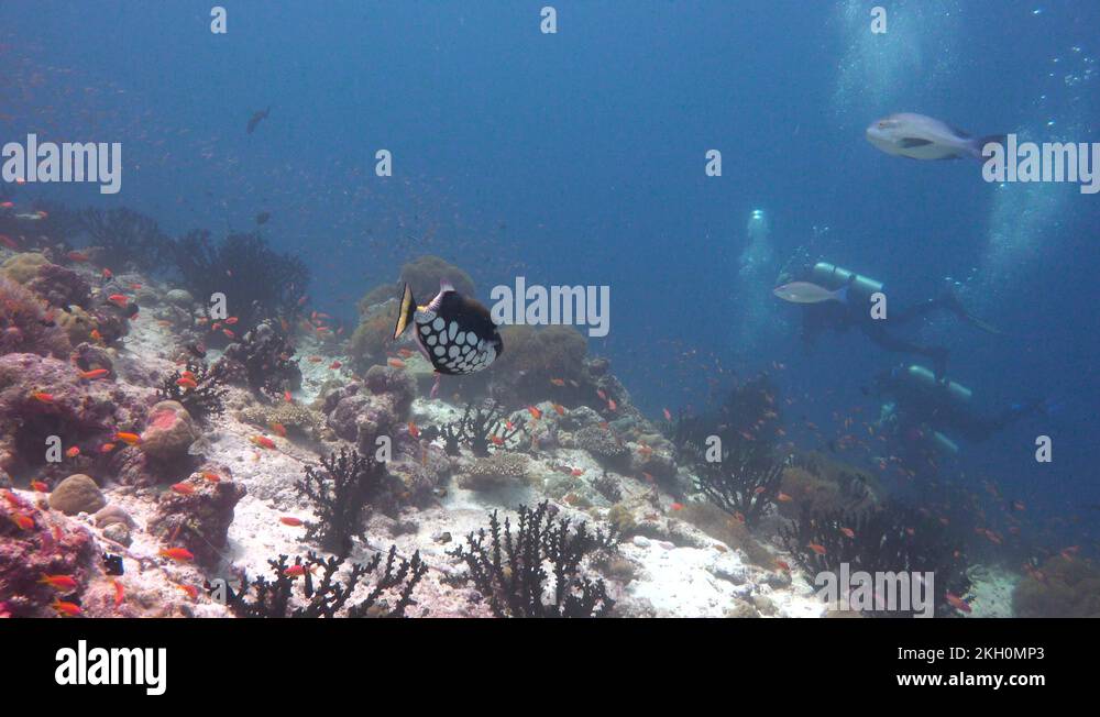 Scuba diver with clown fish Stock Videos & Footage HD and 4K Video