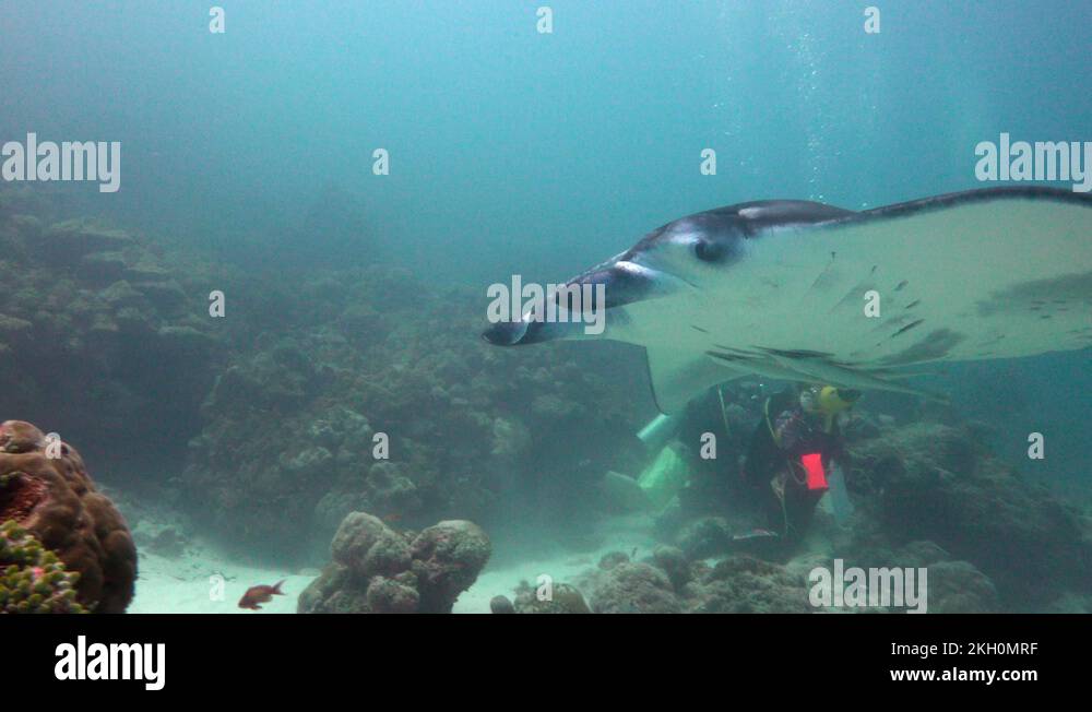 Manta rays. Fascinating scuba diving on the reefs of the Maldives Stock ...
