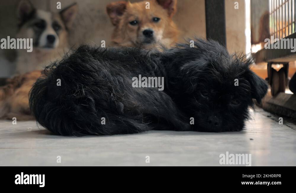 Different mixed breed dogs behind the fences. Dogs in a shelter or an