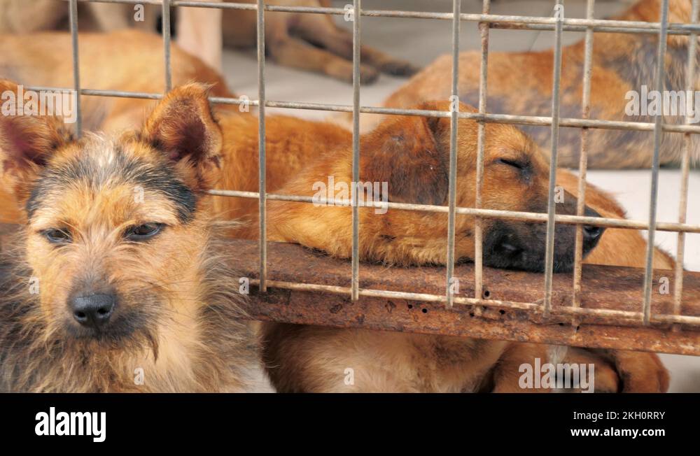 Different mixed breed dogs behind the fences. Dogs in a shelter or an