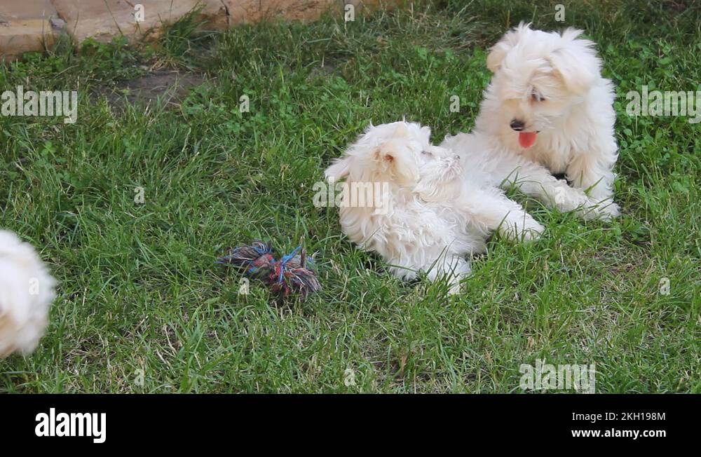 Maltese puppy Stock Videos & Footage HD and 4K Video Clips Alamy