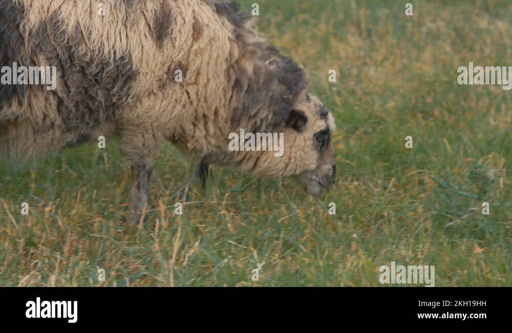 Grazing land for sheep Stock Videos & Footage HD and 4K Video Clips Alamy