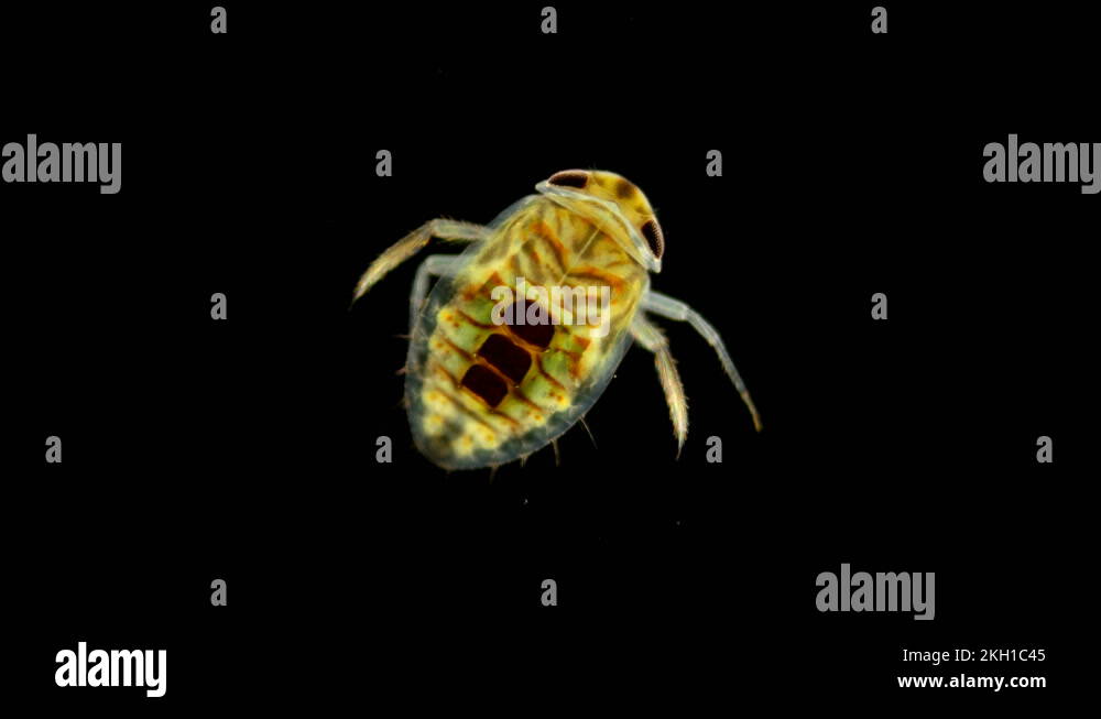 adult larva of the water bug Notonecta glauca under a microscope Stock