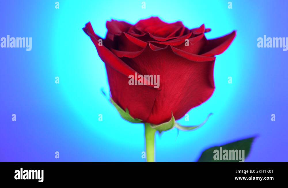 Red and blue card Stock Videos & Footage HD and 4K Video Clips Alamy