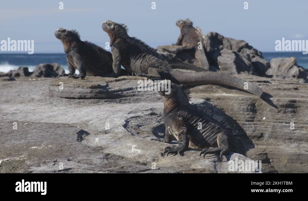 funny-marine-animals-stock-videos-footage-hd-and-4k-video-clips-alamy