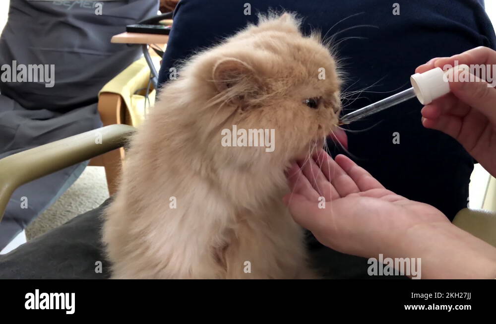 Feline medicine Stock Videos & Footage HD and 4K Video Clips Alamy