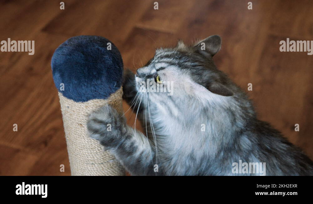 Sharpen claws cat Stock Videos & Footage HD and 4K Video Clips Alamy