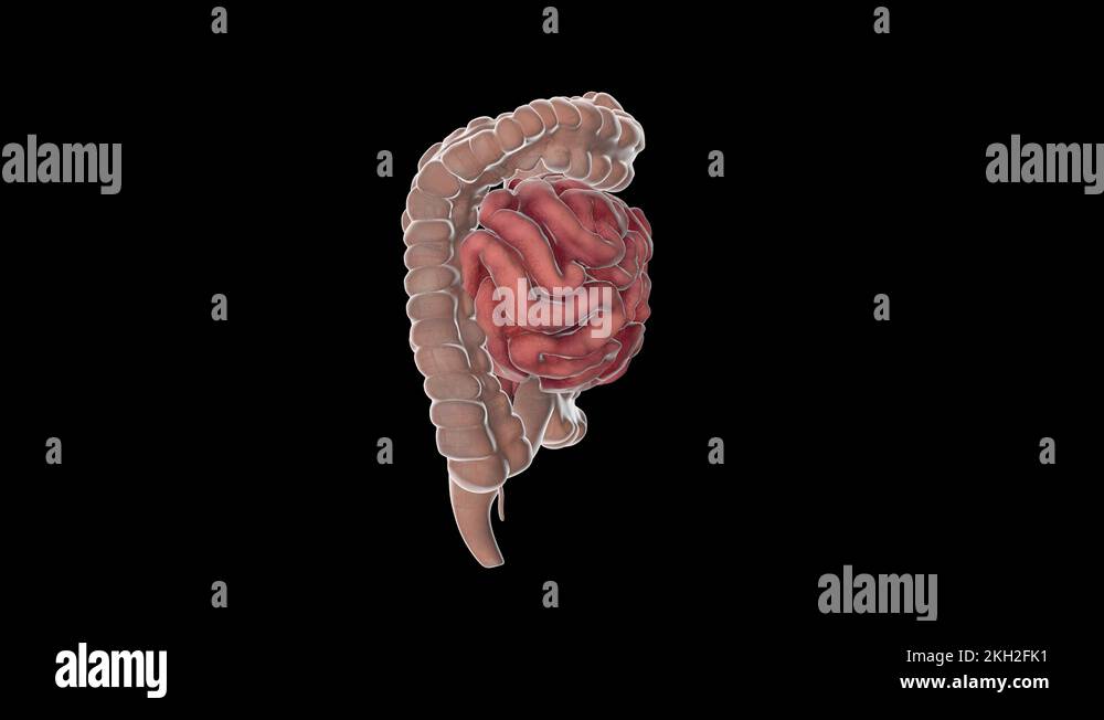 Anatomy of the large intestines Stock Videos & Footage HD and 4K
