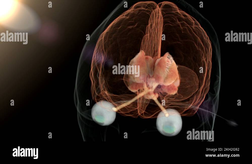 Brain pineal gland Stock Videos & Footage - HD and 4K Video Clips - Alamy