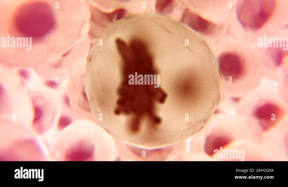 Abnormal mitosis Stock Videos & Footage Biology Diagrams