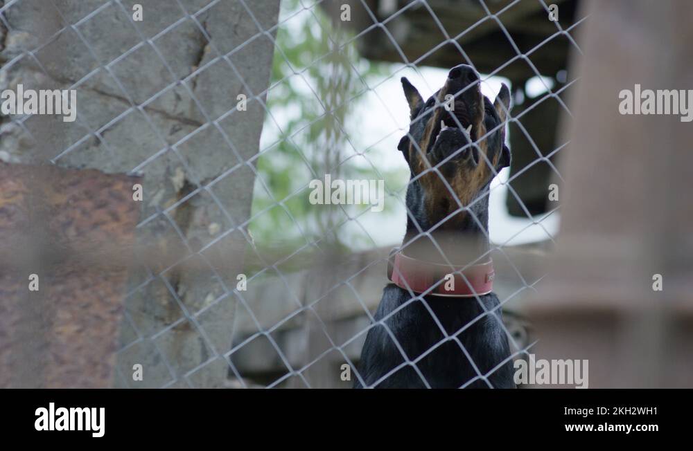 Doberman head Stock Videos & Footage HD and 4K Video Clips Alamy