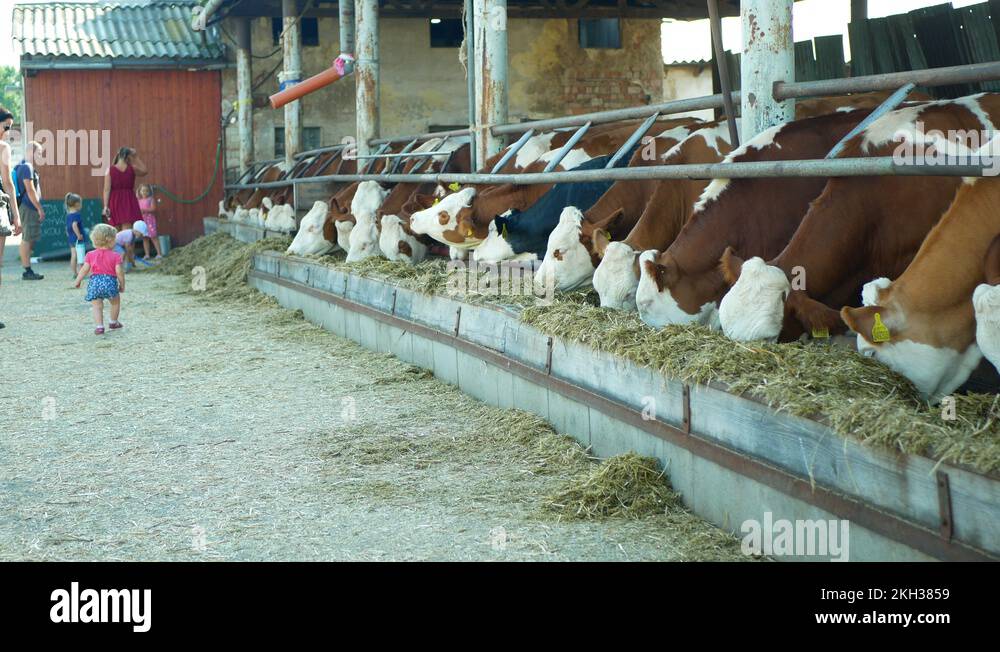 Children feeding dairy cows hay Stock Videos & Footage HD and 4K