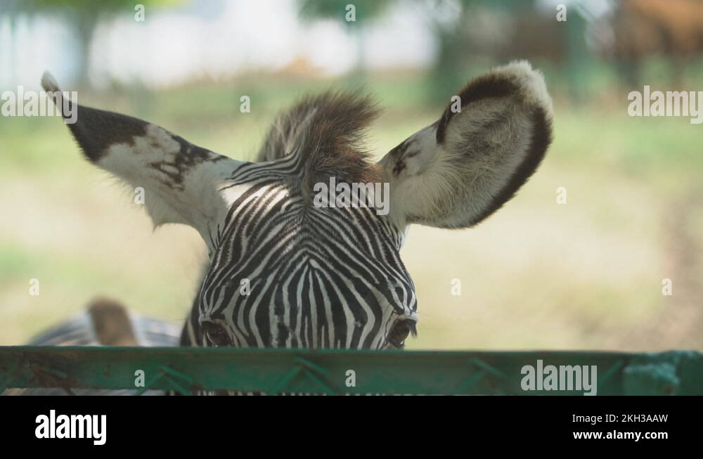 Zebra ears Stock Videos & Footage - HD and 4K Video Clips - Alamy