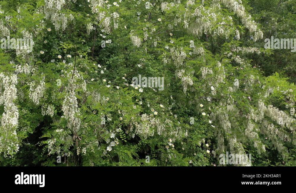 False acacia tree Stock Videos & Footage HD and 4K Video Clips Alamy