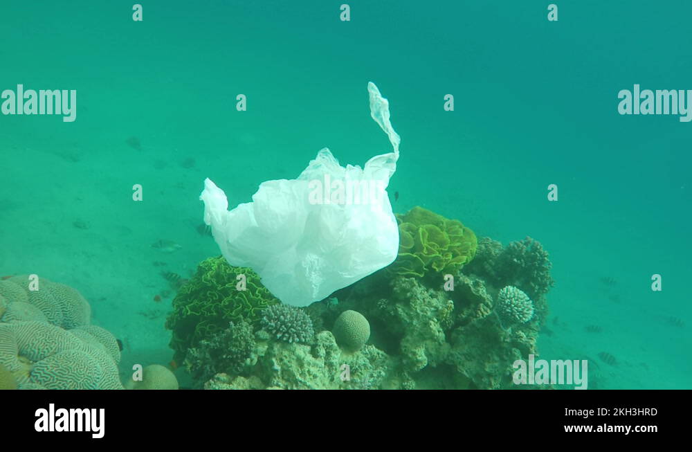 Fish leather bag Stock Videos & Footage HD and 4K Video Clips Alamy Fish leather bag Stock Videos & Footage HD and 4K Video Clips Alamy