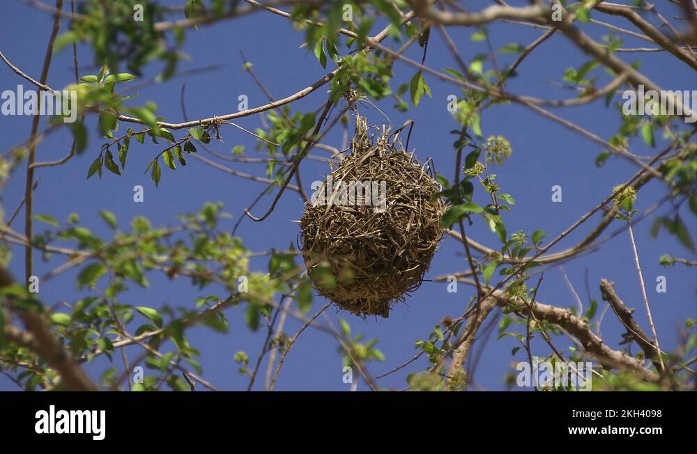 Bird nest with the egg Stock Videos & Footage HD and 4K Video Clips
