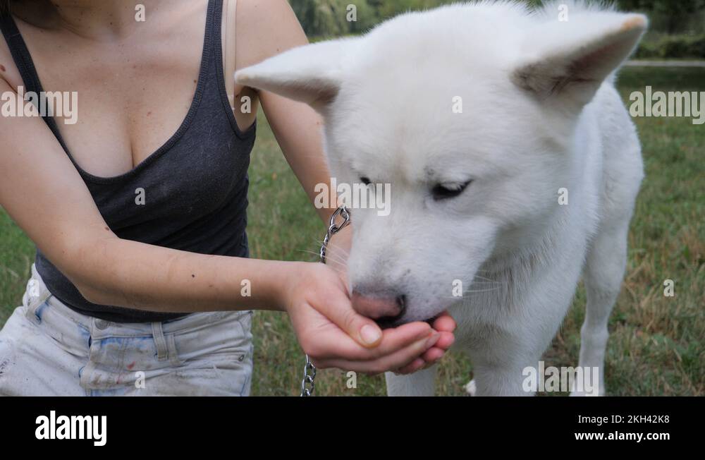 Dog lapping water tongue Stock Videos & Footage HD and 4K Video Clips