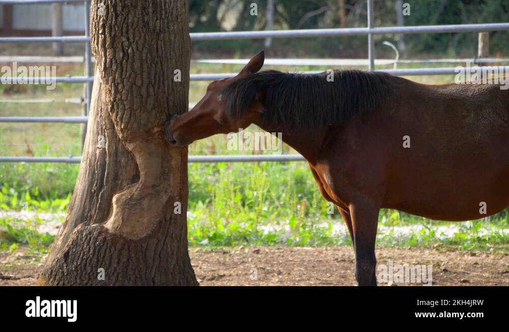 Horse eating tree Stock Videos & Footage HD and 4K Video Clips Alamy