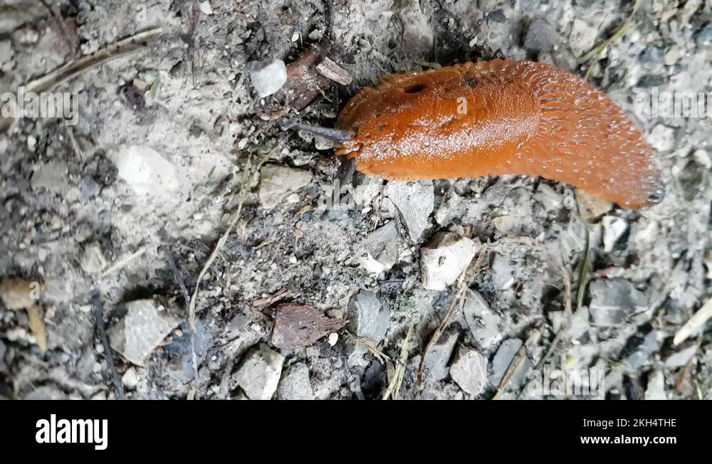 Snail culture Stock Videos & Footage HD and 4K Video Clips Alamy