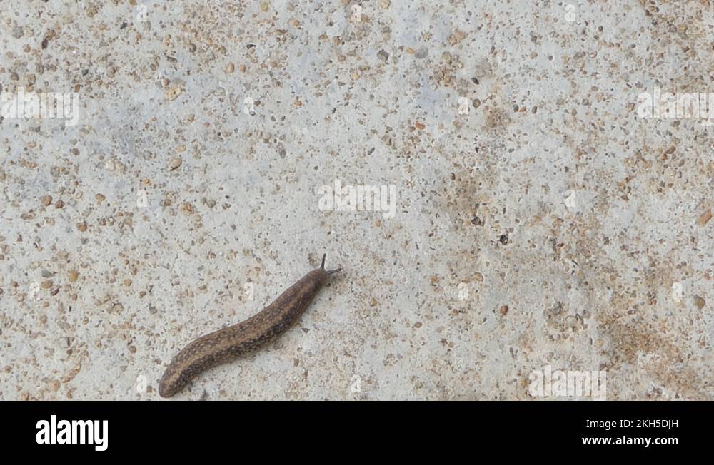 Slug body texture Stock Videos & Footage - HD and 4K Video Clips - Alamy