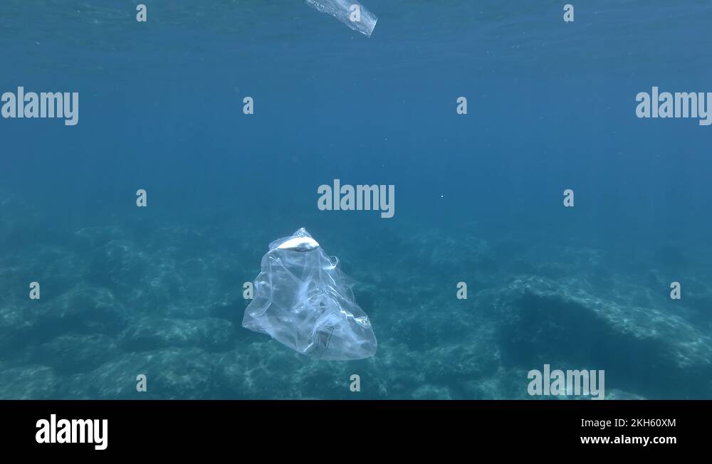 Plastic pollution, Pufferfish is died hitting trapped in plastic bag ...