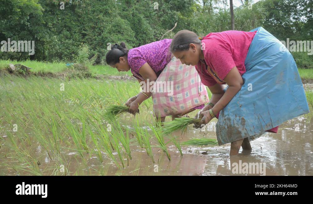 Women farmers in rice field Stock Videos & Footage - HD and 4K Video ...