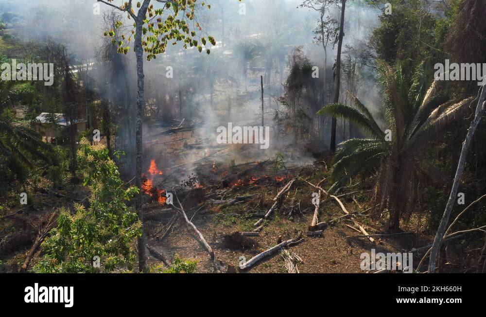 Burning trees on the floor of the Amazon Rainforest. Still drone shot