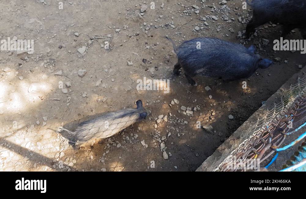 Wild pigs Sus scrofa with young animals gather food in a zoo in a pine