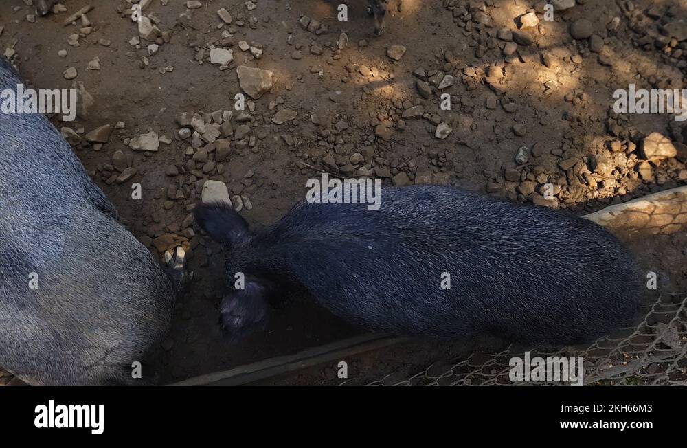 Wild pigs Sus scrofa with young animals gather food in a zoo in a pine
