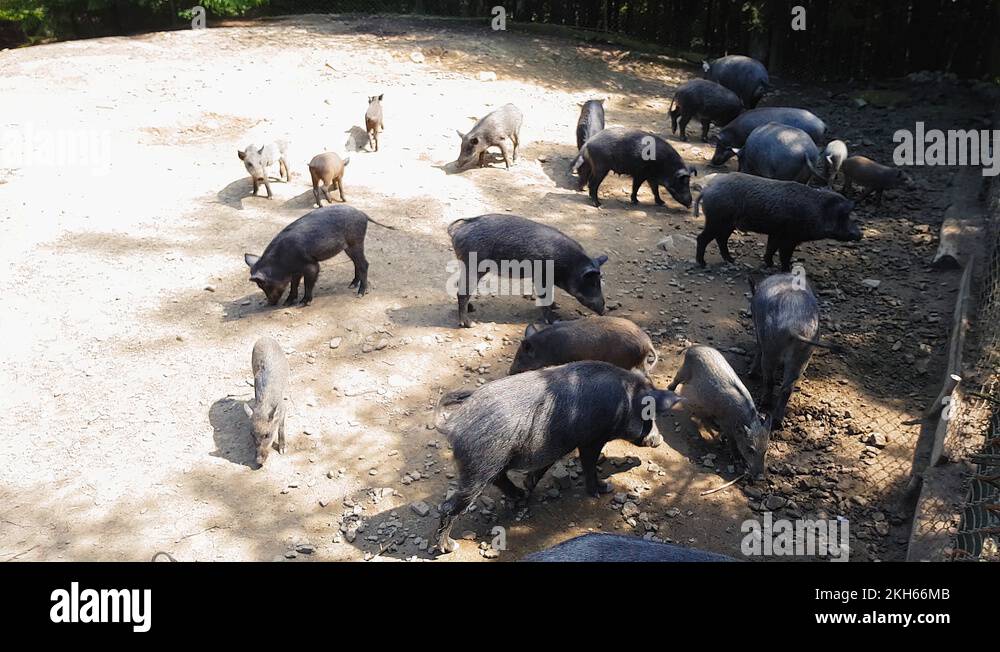 Europe forest wild animals mammal trees Stock Videos & Footage HD and