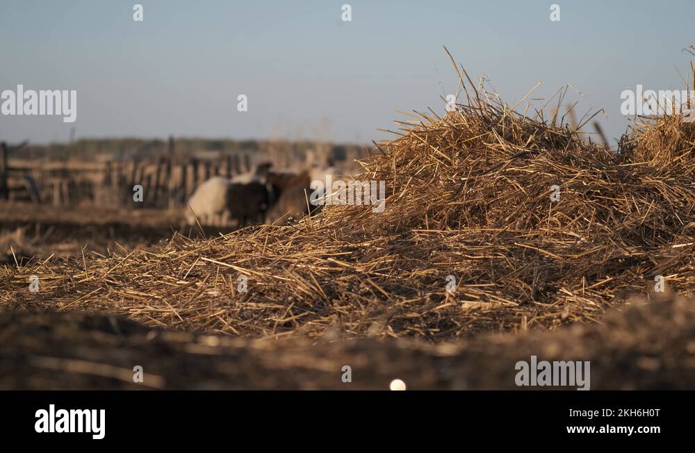 In the middle of a village yard there is a pile of dry straw Stock