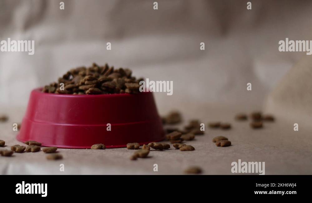 Dry kibble or pet food being poured into a dish overflowing and