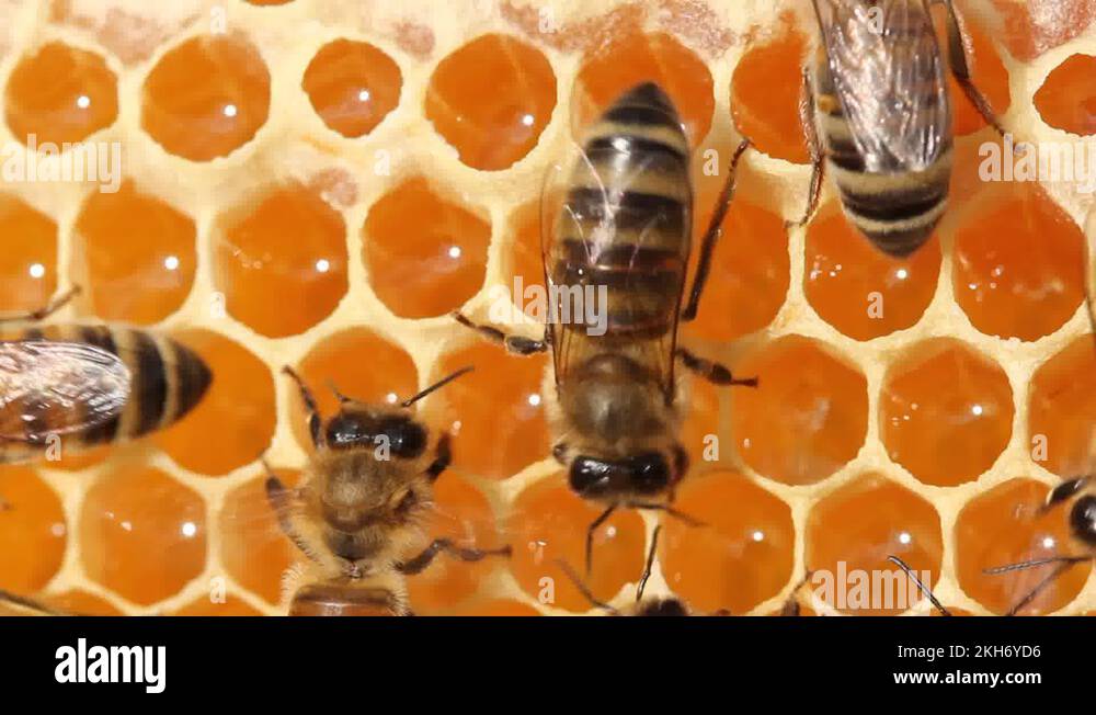 Bees convert nectar into honey and cover it in Stock Video
