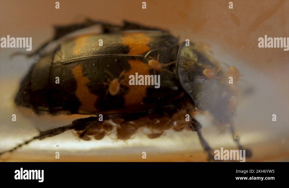 Carrion beetle infested with mite close up insects. Burying beetle or flesh eati Stock Video