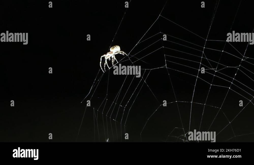 Mosquito gets trapped in the spiderweb and is eaten by the spider Stock ...