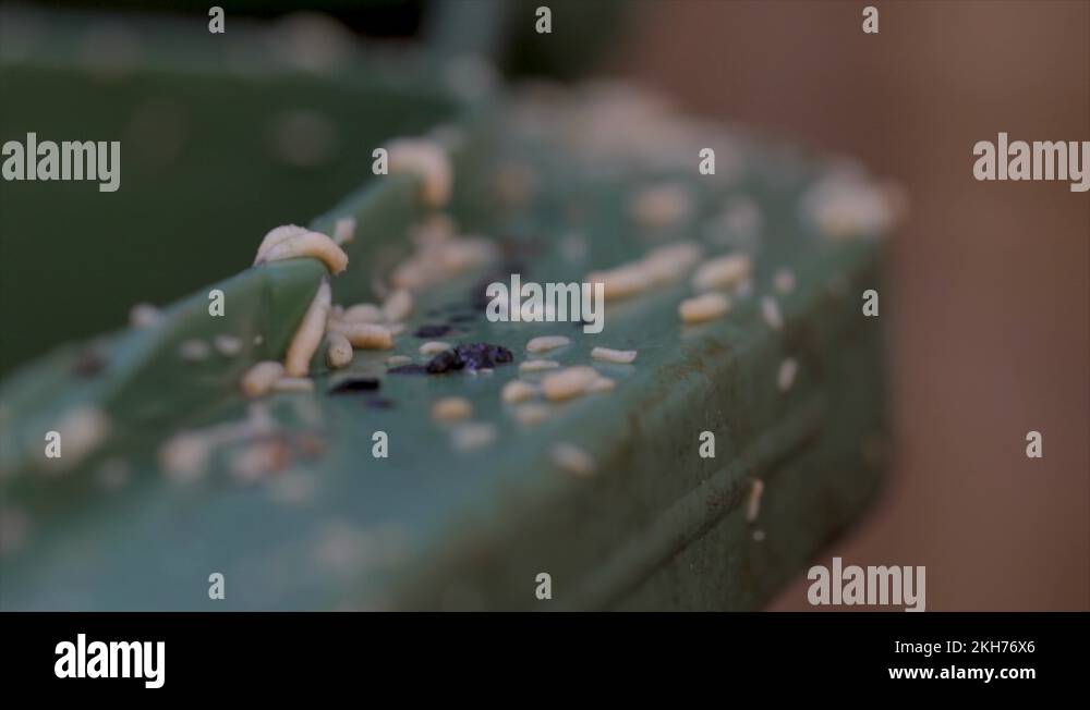 Waste with maggots close up rotting food garbage. Fly larva close up on