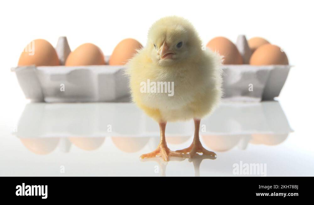 Dozen eggs Stock Videos & Footage HD and 4K Video Clips Alamy
