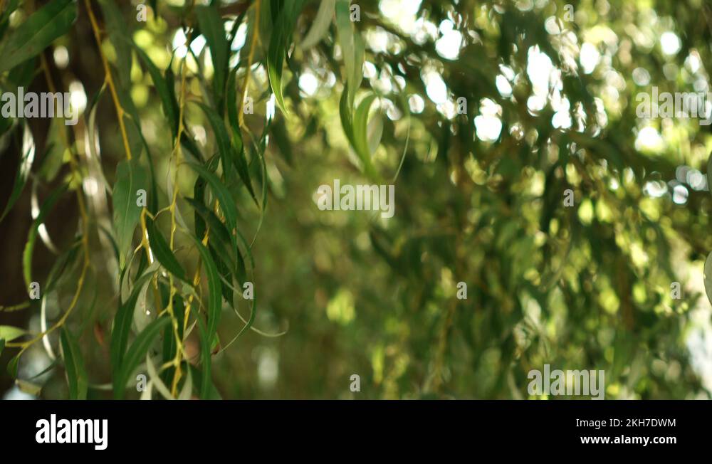 A ray of sunlight sparkles through the branches of a weeping willow ...