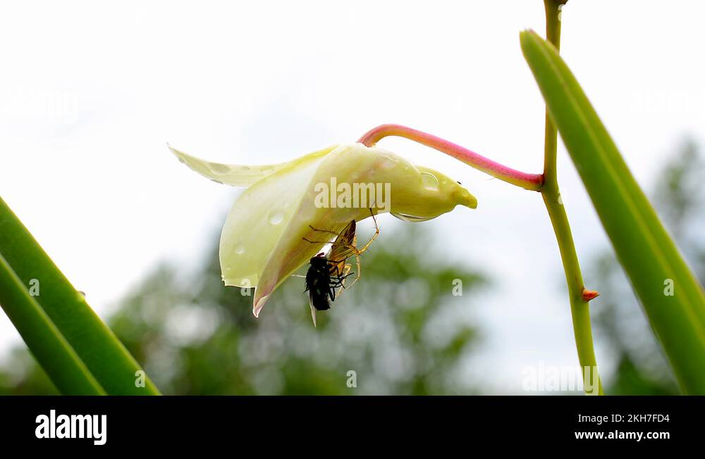 Spider orchid flower Stock Videos & Footage - HD and 4K Video Clips - Alamy
