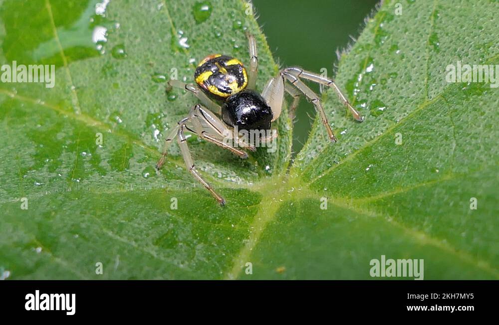 Black jumping spider Stock Videos & Footage - HD and 4K Video Clips - Alamy