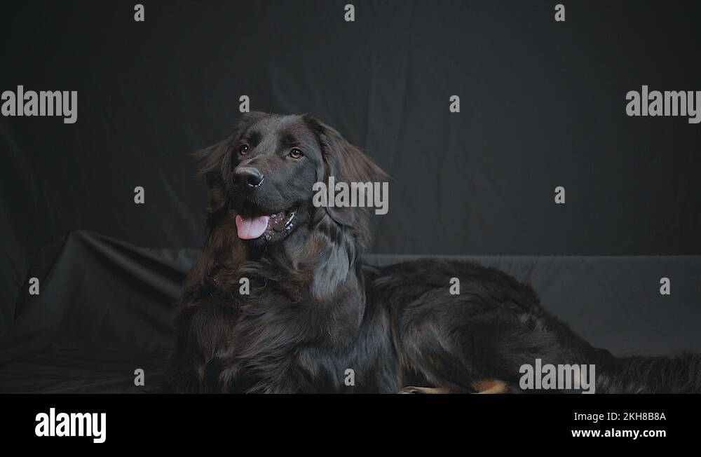 Dog Try To Catch Flies and successfully caught an insect and ate..A purebred Stock Video Footage