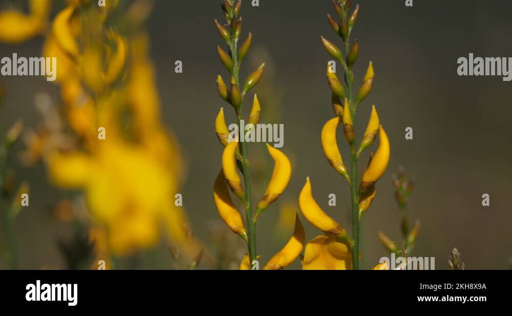 Broom broom blossom Stock Videos & Footage HD and 4K Video Clips Alamy