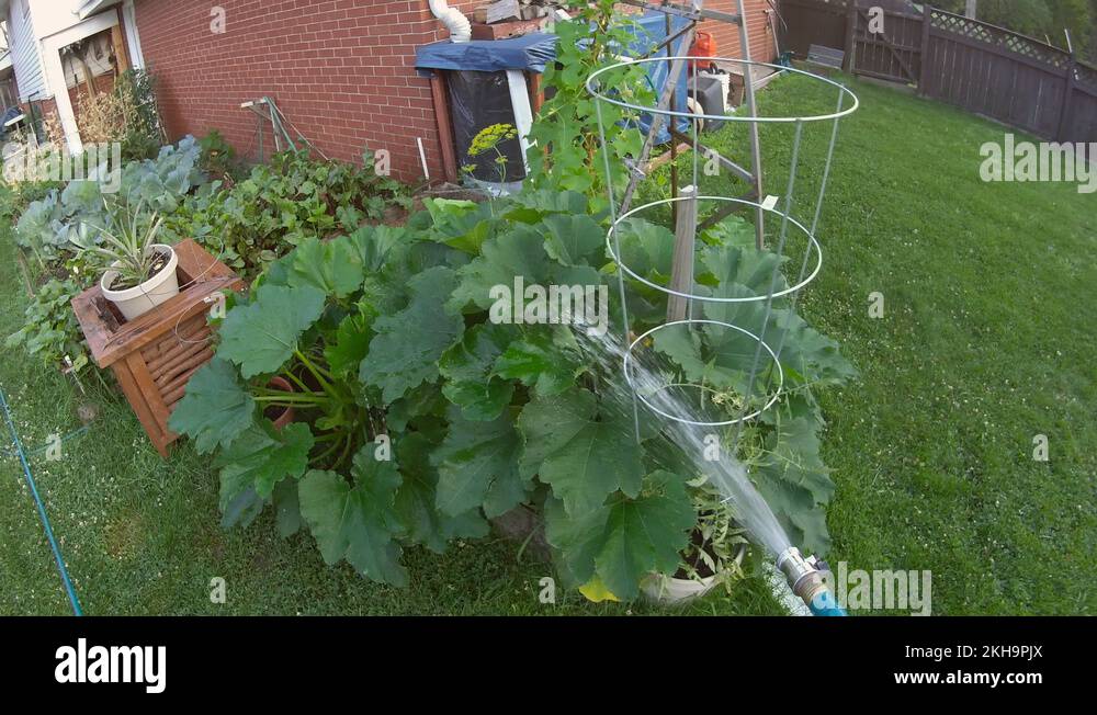 Watering zucchini plant growing in corner garden alongside cucumber