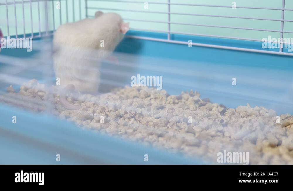 Chinese animal calendar Stock Videos & Footage HD and 4K Video Clips