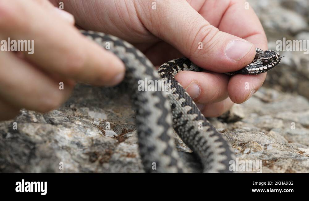 Closeup hand catch and hold adder viper snake head Stock Video Footage Alamy