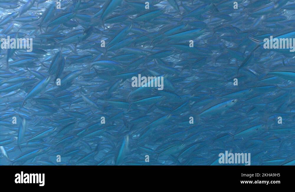 plankton-feeding-animals-stock-videos-footage-hd-and-4k-video-clips