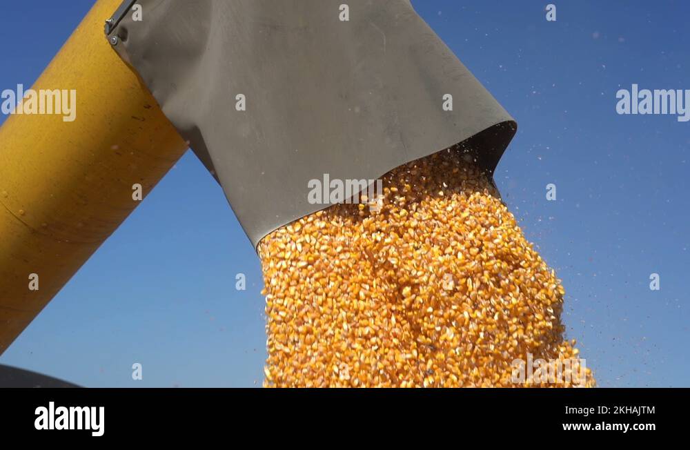 Grain Auger Of Combine Harvester Pouring Corn Crop in Slow Motion Stock