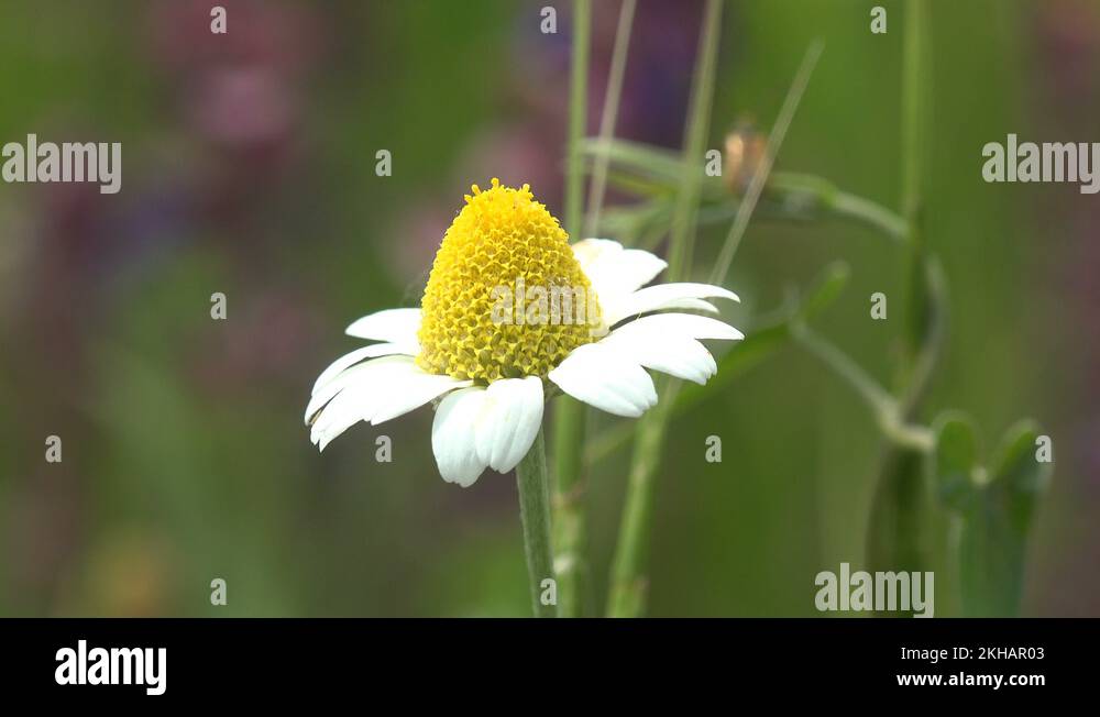 Sunflower daisy family Stock Videos & Footage HD and 4K Video Clips