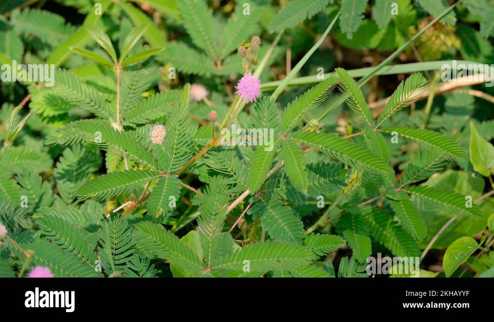 Mimosa Pudica Sensitive Plant Leaf Touch Close Stock Video Footage Alamy